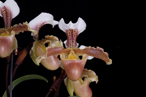 Paphiopedilum x aspersum Corona del Mar CHM/AOS 83 pts. Flower